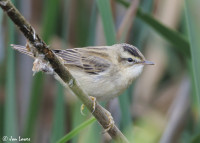 Middleton Moor Lagoons